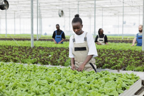 What's the Best Method for Creating a Drought-Resistant and Pet-Friendly Lawn?