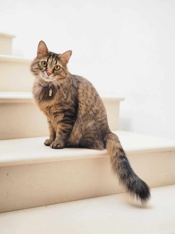 Can You Train a Cat to Perform Agility Tasks Comparable to Dogs?